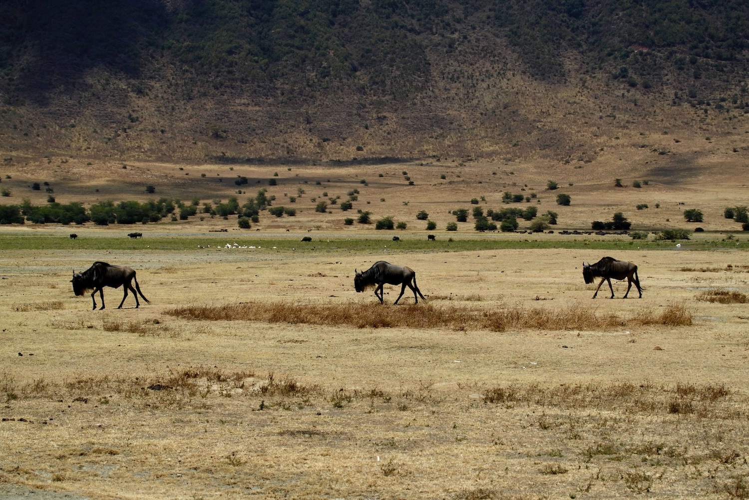 Gnus hanging around