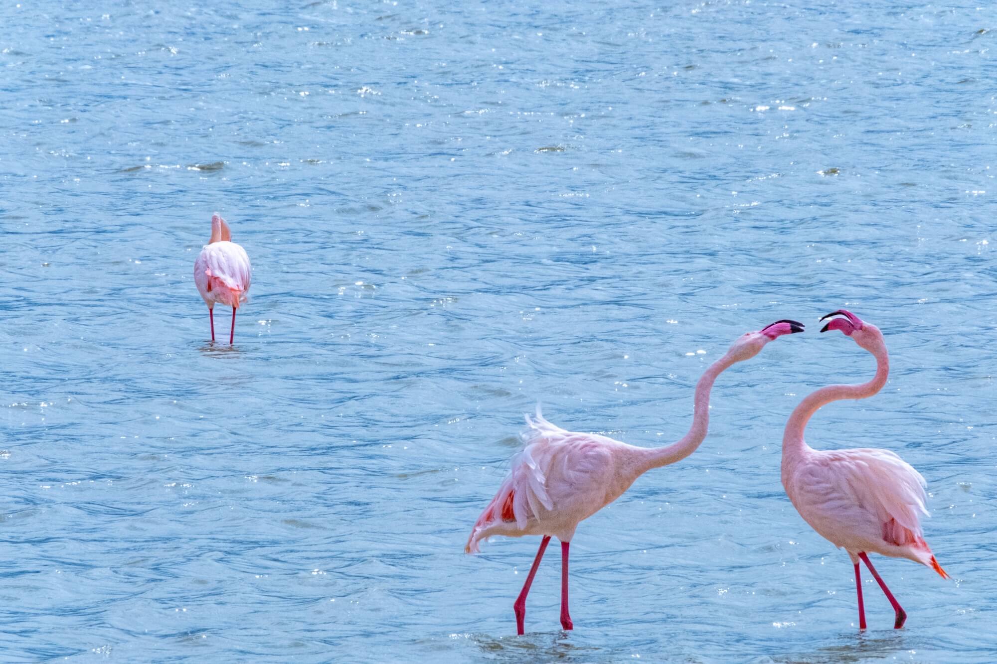 Flamingos kissing each other