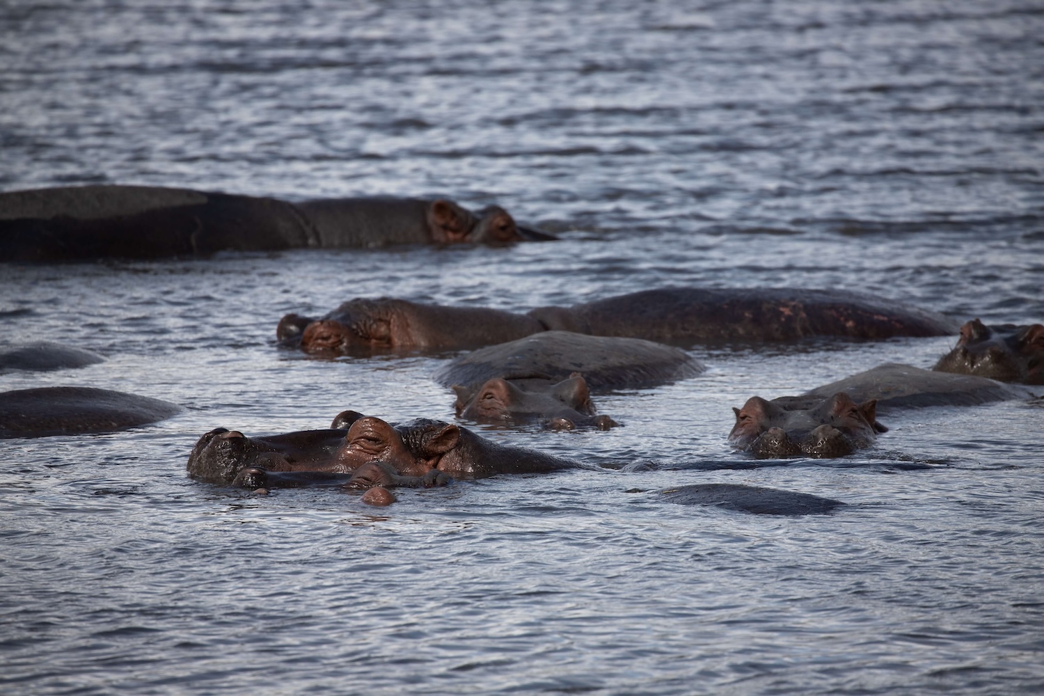 hippos peeking out of the water