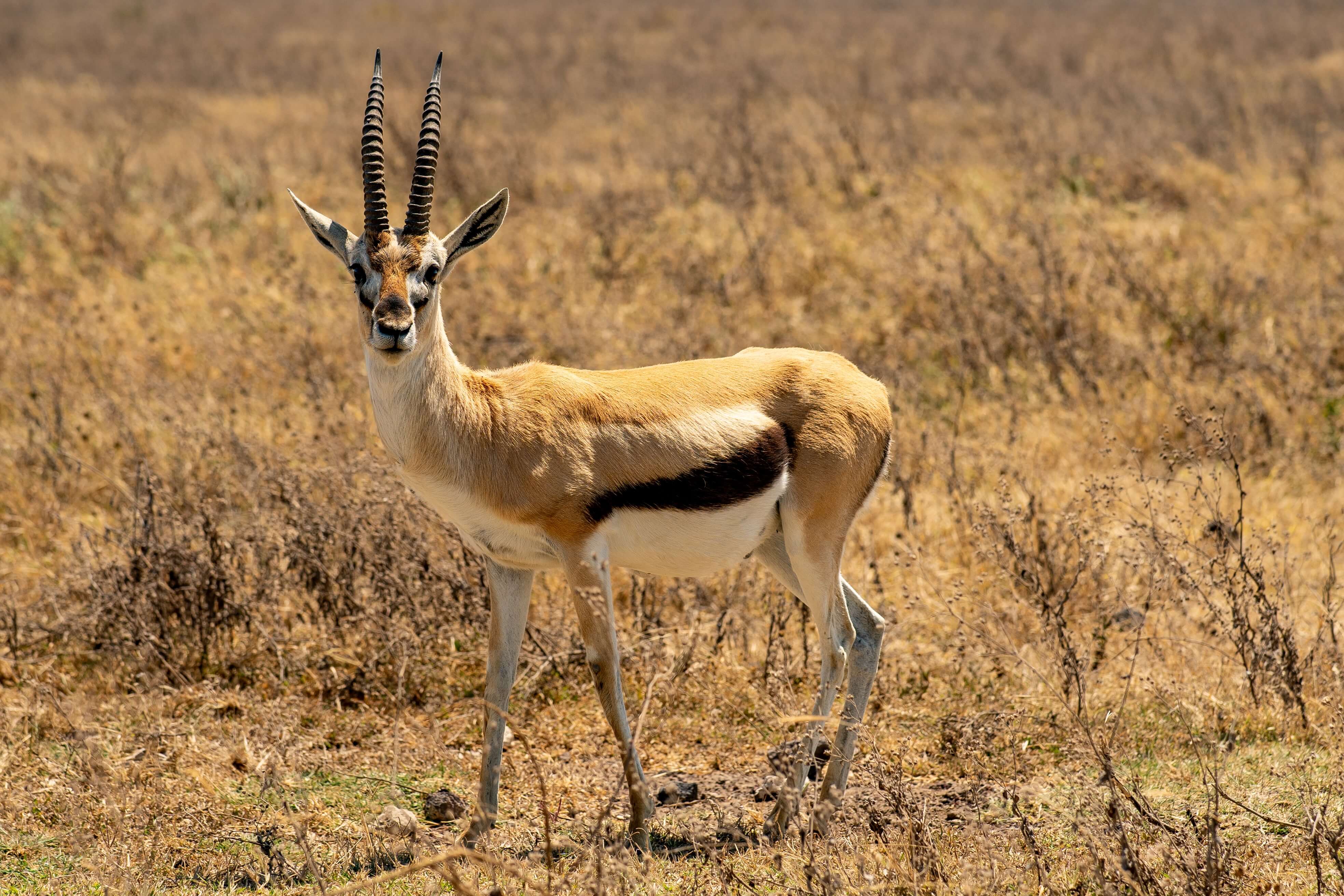 surprised looking impala