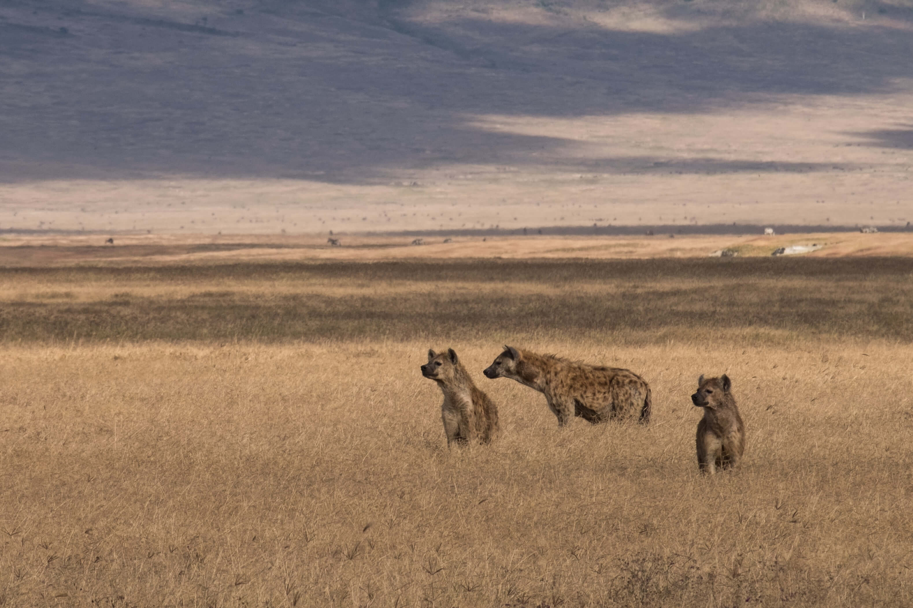 A grouop of hyenas in a savannah